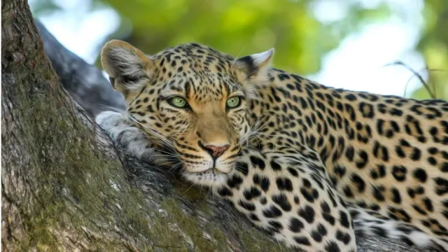himachal-leopard-on-prowl-kills-over-three-dozen-animals-in-hamirpur-locals-fear